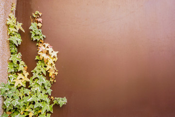 Crop of Ivy green leaves climbing covered on left brown building wall background with space for texts and natural lights.
