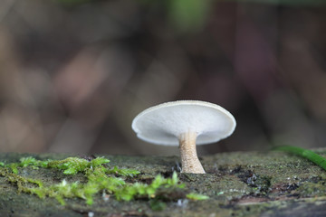 Polyporus ciliatus, known as Fringed Polypore