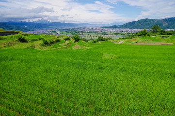 Obraz premium 田植えが終わった姨捨の棚田