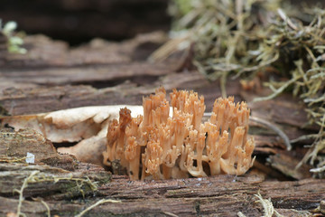 Artomyces pyxidatus, a coral fungus commonly called crown coral or crown-tipped coral fungus