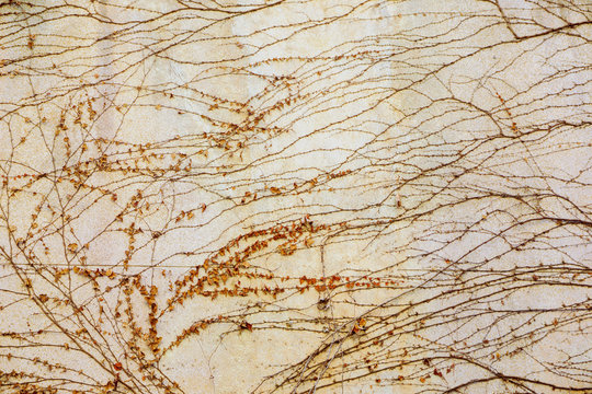 Background and texture of death and dry small vines on wall background.