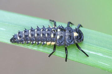 Anatis ocellata, larva of eyed ladybird