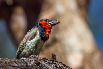 Black collared Barbet in natural background in Kruger National park, South Africa ; Specie Lybius torquatus family of Ramphastidae