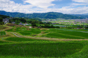 田植えが終わった姨捨の棚田