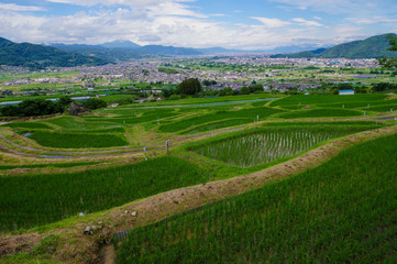 田植えが終わった姨捨の棚田