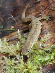 Lissotriton vulgaris, known as the smooth newt or the common newt