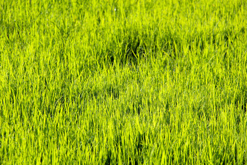 Green grass in spring in Germany.