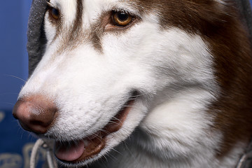 Close-up portrait of a beautiful Siberian husky dog dressed in a gray hoodie