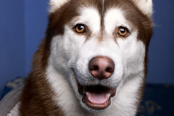 Close-up portrait of a beautiful Siberian husky dog dressed in a gray hoodie