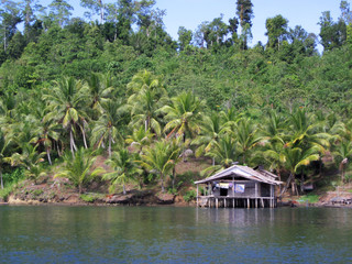 Fototapeta na wymiar Traditional house on stilts in the water of a river, in front of a forest with palms and trees in Flores, Indonesia.