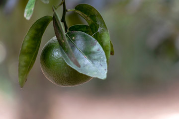 Blurred green background with berries and fruits of rainforest, jungle of Amazon River basin in South America