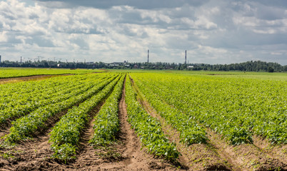 Fototapeta na wymiar Potato-planted field in the countryside of the Leningrad region.