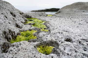 Algea plants growing out of holes of surreal vulcanic moon landscape (vulcanic ground) Cane Malu at Bosa in Sardinia (Italy)
