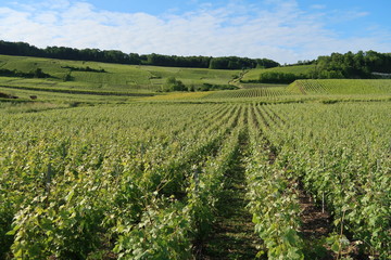 Fototapeta na wymiar Paysage de coteau de vigne en été en Champagne (France)