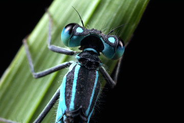 Coenagrion puella on a leaf