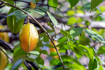 Blurred green background with berries and fruits of rainforest, jungle of Amazon River basin in South America