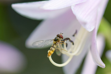 Hoverfly on pink flower, macro photography