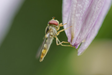 Hoverfly on pink flower, macro photography