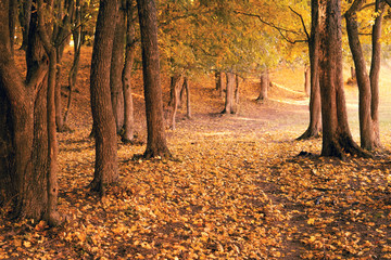 Autumn forest landscape. Trees, empty path and fallen leaves on ground. Nature background.