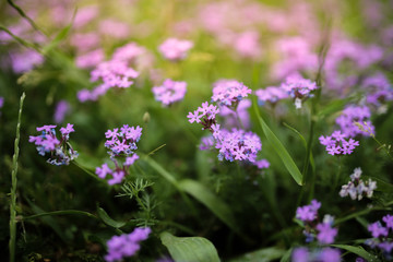 small purple flowers and greens at sunset