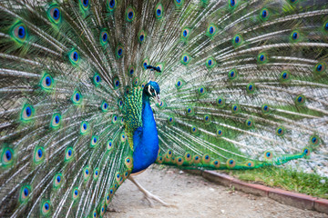 Obraz premium A beautiful peacock in the Waldstein Garden in Prague in the Czech Republic