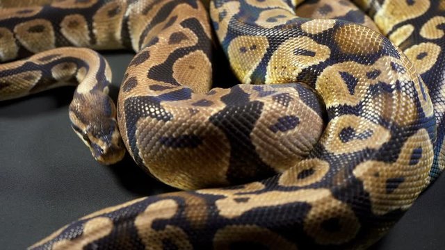 Footage of royal ball python on dark