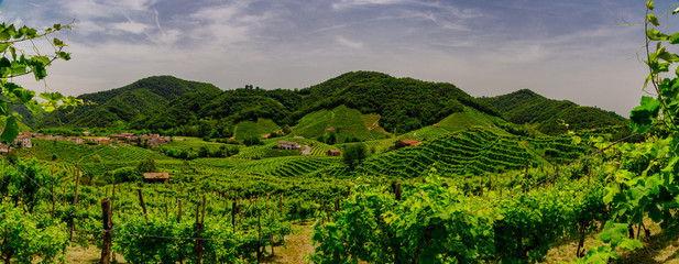 Panorama of the vineyards of Prosecco vineyards