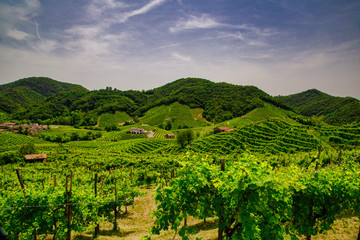 Fototapeta na wymiar Panorama of the vineyards of Prosecco vineyards