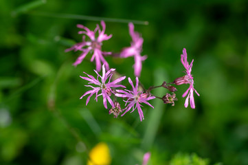 Lychnis flos-cuculi pink wild meadows flowers in bloom, beautiful summer flowering plant
