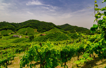 Fototapeta na wymiar Panorama of the vineyards of Prosecco vineyards