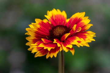 Gaillardia aristata red yellow flower in bloom, common blanketflower flowering plant