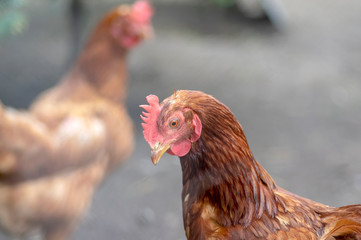 Red brown hen bird in the garden on the farm, portrait of utility domestic animal, organic farming in czech village