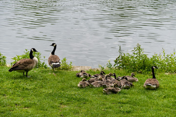 Bernache du Canada,.Branta canadensis, Canada Goose