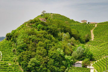 Green hills and valleys with vineyards of Prosecco wine region
