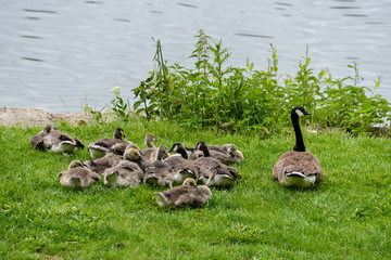 Bernache du Canada,.Branta canadensis, Canada Goose