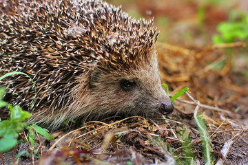 Hedgehog in the garden. Hedgehog close up