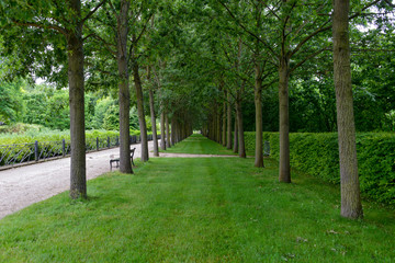 chêne chevelu, Quercus cerris, Parc Corbière, 78230, Le Pecq, Yvelines