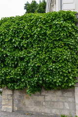 Lierre grimpant, Hedera helix, haie,