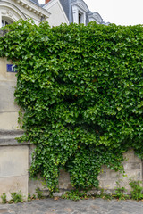 Lierre grimpant, Hedera helix, haie,