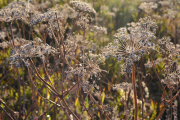 Dry umbrella plants in sunny autumn day.