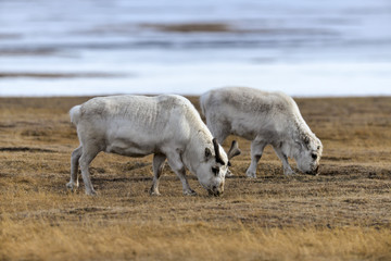 Renne du Spitzberg, Renne de Svalbard, Rangifer tarandus platyrhynchus, Spitzberg, Svalbard, Norvège