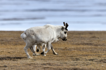 Obraz premium Renne du Spitzberg, Renne de Svalbard, Rangifer tarandus platyrhynchus, Spitzberg, Svalbard, Norvège