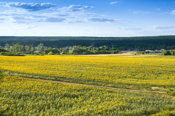 Fototapeta na wymiar Tranquil rural landscape with a field of sunflowers.