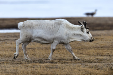 Renne du Spitzberg, Renne de Svalbard, Rangifer tarandus platyrhynchus, Spitzberg, Svalbard, Norvège