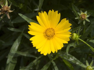 여름꽃 금계국, 원추천인국,풀협죽도,달맞이꽃,풋고추