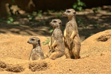 Erdmännchen