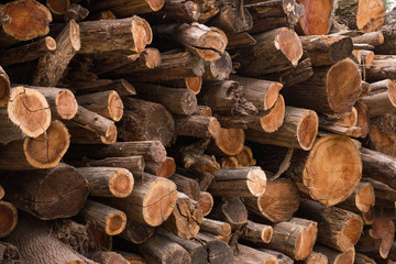 Wooden natural cut logs textured background, top view, flat lay