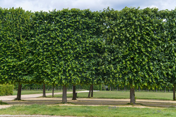 Tilleul à grandes feuilles, Tilia platyphyllos, Château de Saint Germain en Laye, 78, Yvelines