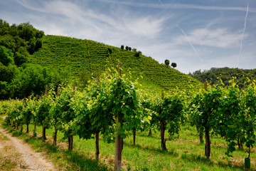 Fototapeta na wymiar Path to vineyards under hills in the Valdobbiadene area
