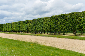 Tilleul à grandes feuilles, Tilia platyphyllos, Château de Saint Germain en Laye, 78, Yvelines